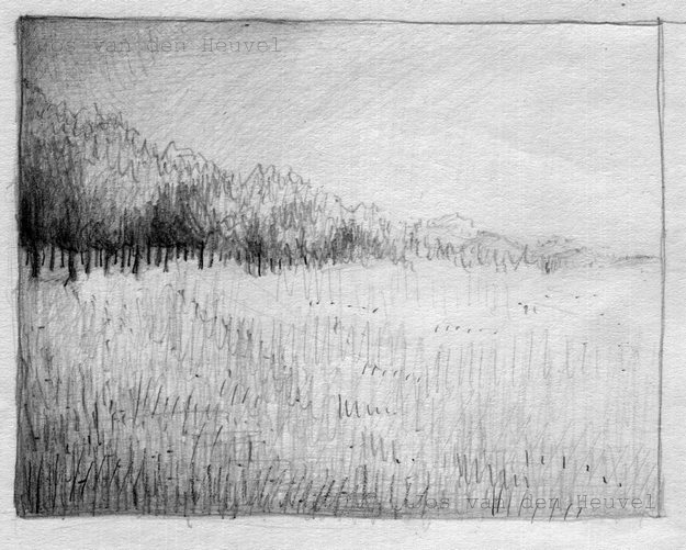 forest drawing